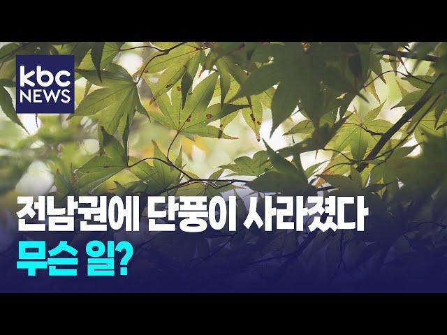 전남권에 단풍이 사라졌다..무슨 일? / KBC뉴스