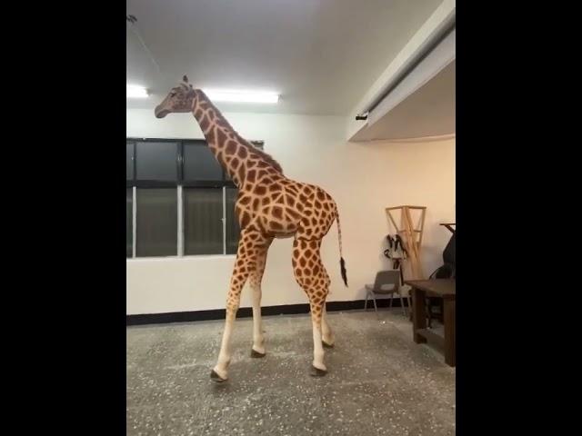 魔人社長頸鹿人偶行走動作測試  mostudio  Giraff walking test