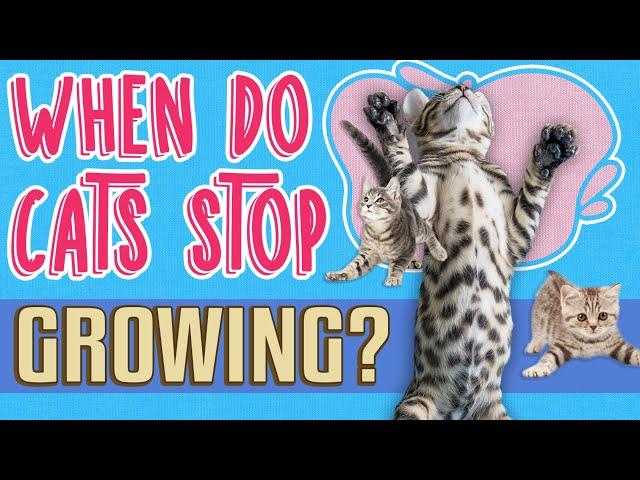 When Do Cats Stop Growing?  | Stages of a Cat's Growth & Feline Development 