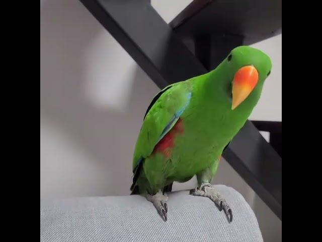 [지구] 앵무새의 매력 포인트는?! / 겨드랑이 자랑하는 앵무새 / eclectus parrot charming point / #shorts