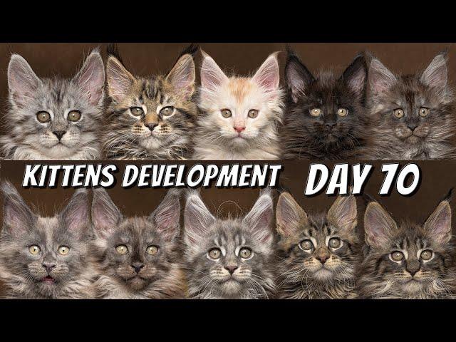 Maine Coon kittens development | From 0 to 10 weeks day by day | DAY 70