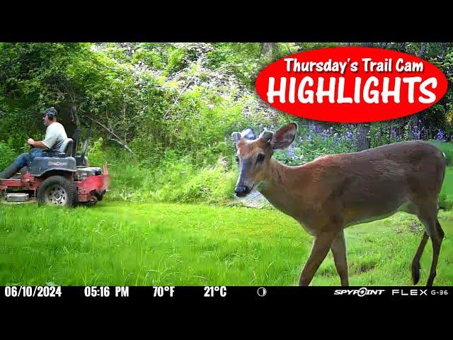 Saw a BIG (red) Dog, Cat Face to Face w/ Wild Animal: Thursday's Trail Cam Highlights 7.11.24