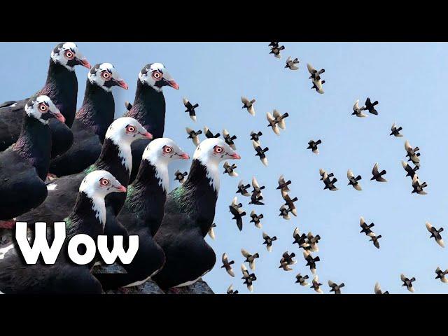 Meerut Se Khalifa Ayyub K Kaale Chandne Kabootar Ka Shok | Meerut Ki Kabutarbazi | Racing Pigeon