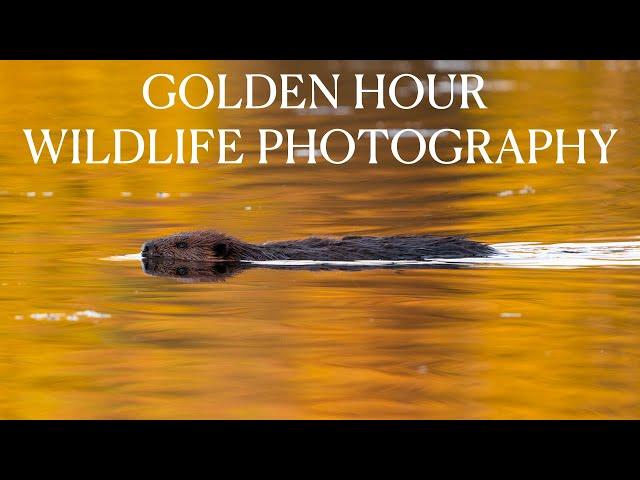 Picking the right lighting for better wildlife photos!