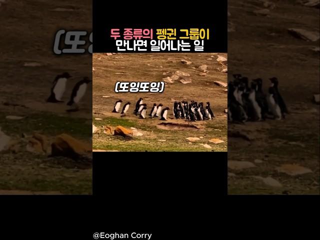 두 종류의 펭귄 그룹이 만나면? #동물 #펭귄