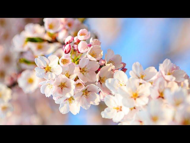 Light music for relaxation  Relaxing music for heart and blood vessel diseases Morning playlist