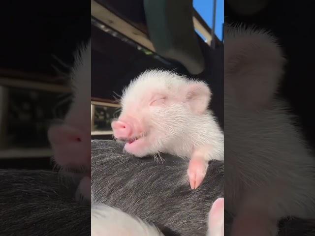 Energetic Piglets Zoom Around – Cuteness Overload!