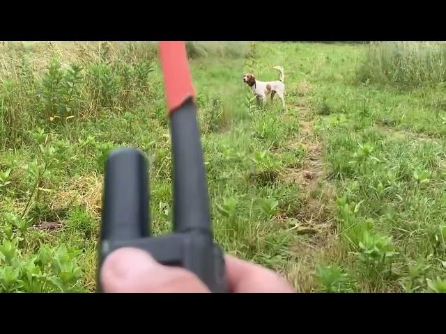 English Setter Stud!