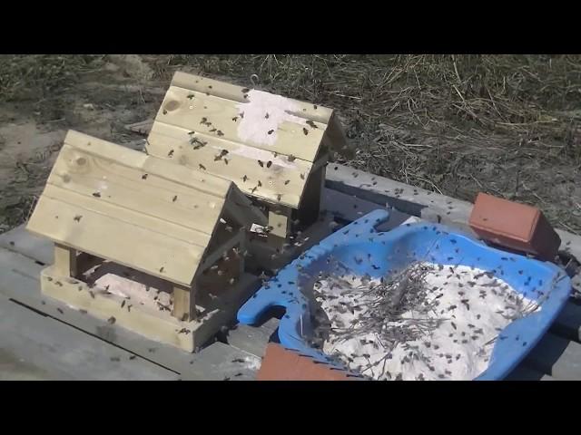 Пчеловедение. Весенняя подкормка пчёл имитацией пыльцы.