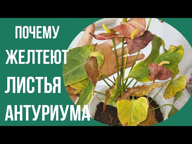 Почему желтеют листья антуриума и как с этим бороться. #антуриум#антуриумуход #листьяантуриума#