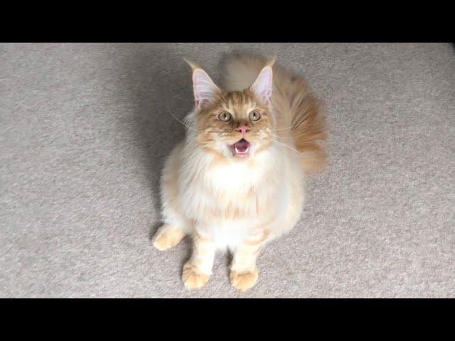 Wholesome Cat Video  Maine Coon Kitten Growing Up 