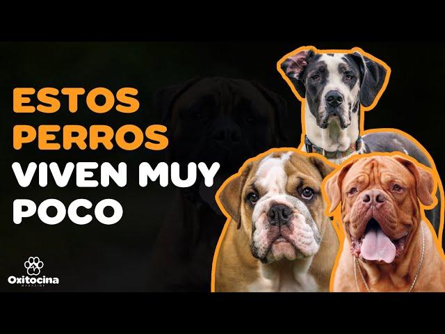 Top 12 DE LOS PERROS CON LA MENOR ESPERANZA DE VIDA