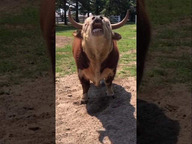 Good Morning Cow Part 2 #funnyvideos  #cows #animalcomedy