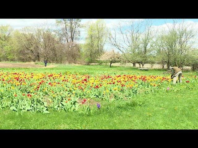 Local gardener estimates he had 60-thousand tulips, and then the deer arrived