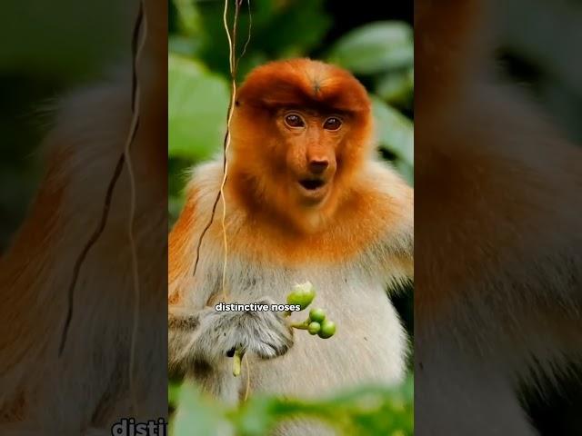 Proboscis monkeys are primates #facts #wildlife #animals #monkey #shorts