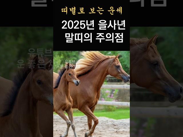 2025년 을사년 띠별운세! 을사년에 대박날 말띠가 조심해야 할 일! 2025년에 운 좋은 말띠 운세!