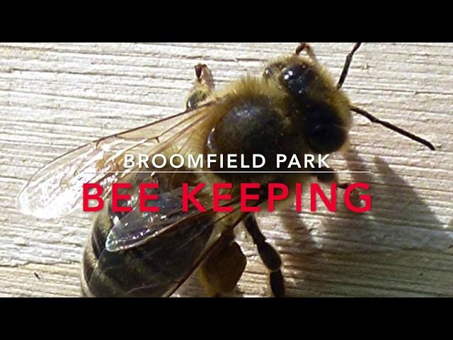 Palmers Green Tales, Bee keeping in the Broomfield Park Orchard