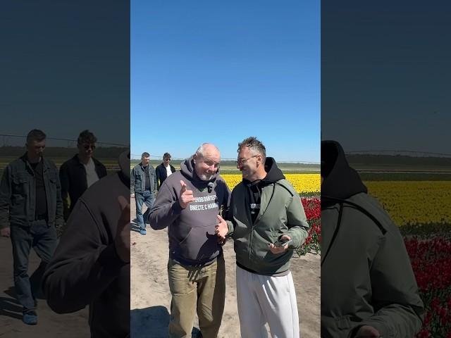 Тюльпаны в Беларуси