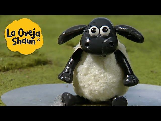 La Oveja Shaun  Timmy va a nadar  Dibujos animados para niños