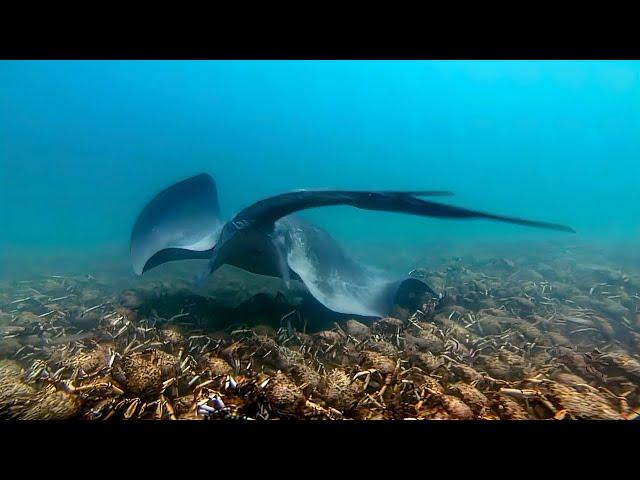 The stingray is attacking the army of crabs! Shark attacks stingray!