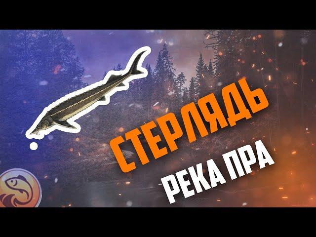 theFisher Online | ФАРМ СЕРЕБРА  НА РЕКЕ ПРА РОССИЯ | СТЕРЛЯДЬ  НА МЯСО БЕЗЗУБКИ 