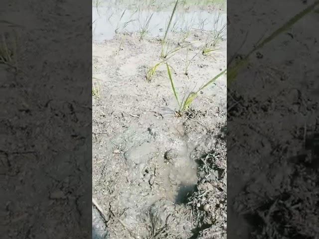 bihar ka dhan ropni