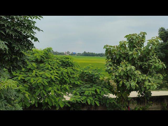 BRAZIL                                          Greenery forest View 2022-Subash kr. kushwaha brazil