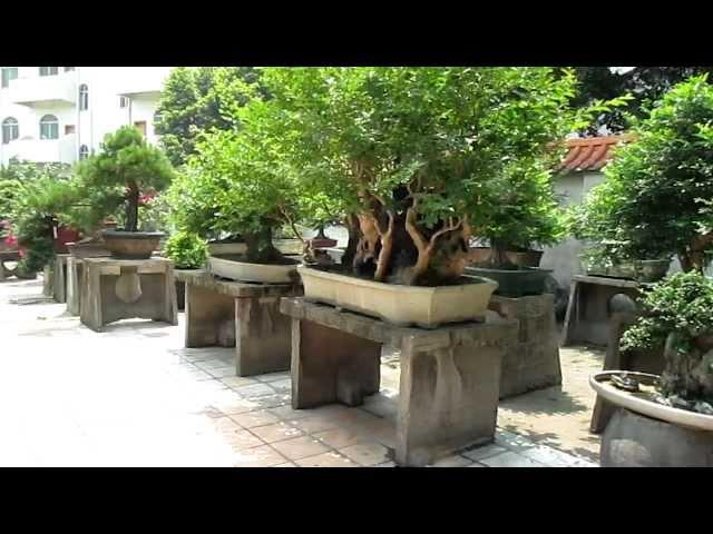 Chinese Penjing Master Chen Part I