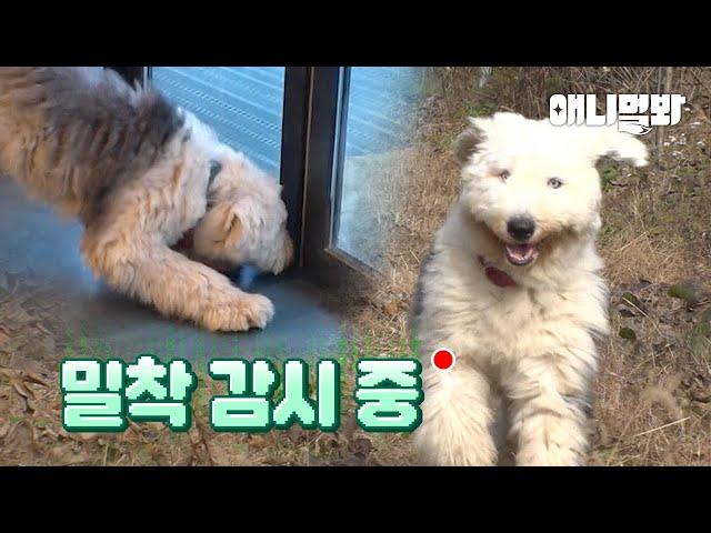 당신은 제 곁에서 벗어날 수 없습니다ㅣDog won’t let you go