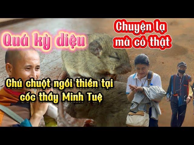 Chuyện lạ có thật  chú chuột ngồi thiền tại cốc thầy Minh Tuệ và bến đỗ mới cho chú chuột