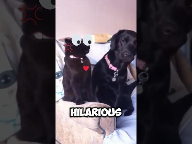 Furry Friends or Frenemies? This Couch Cuddle Goes Hilariously Sideways