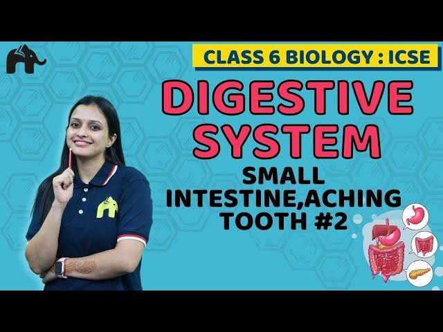 Digestive System Class 6 ICSE Biology Chapter 4 | Selina | Small Intestine,Aching Tooth #2