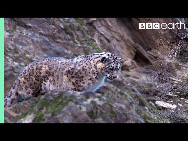 Snow Leopard Hunting | Planet Earth | BBC Earth