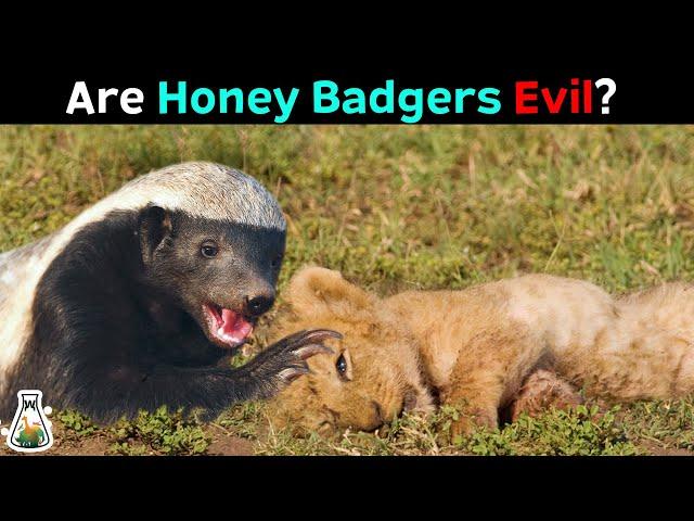 The Terrifying Truth About Honey Badgers