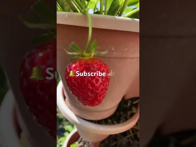 🫑#Epic gardening #Container gardening #patio garden