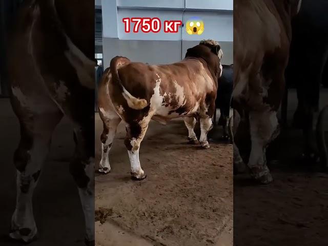 БЫК  ОГРОМНЫЙ ГИГАНТ Рекорд Ферма #узбекистан #казахстан #кыргызстан #россия #shorts