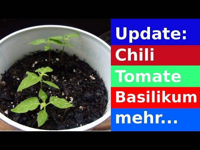 Pflanzenupdate: Chilis, Tomaten, Basilikum & mehr