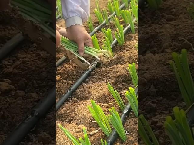 Planting Spring Onions #satisfying #farming #agriculture