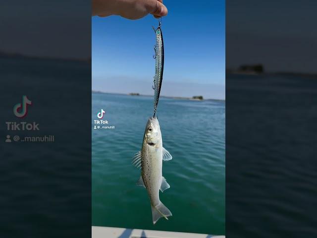 #branzino #daiwa #laguna #pesca #spigola #pescando #shimano #catchandrelease