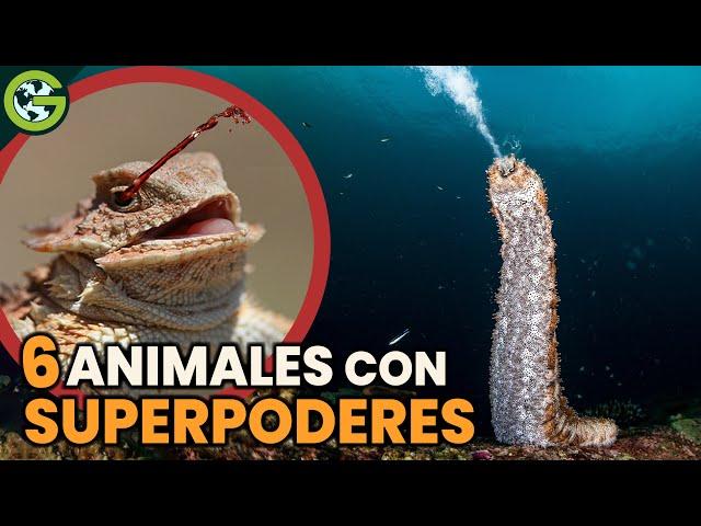 Los SUPERPODERES más RAROS de los ANIMALES 