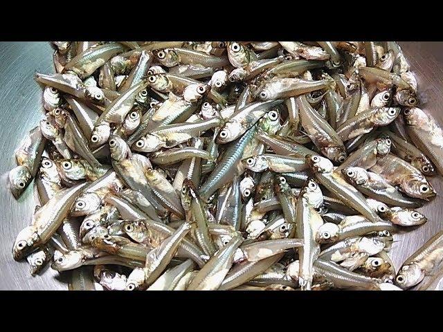 Easily small fish fry | Tasty fish recipe | Fish fry