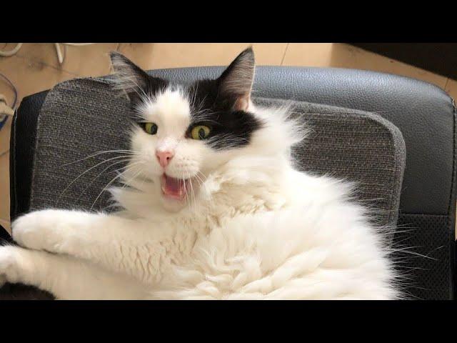  Funniest Cats and Dogs Videos  ||  Hilarious Animal Compilation №417