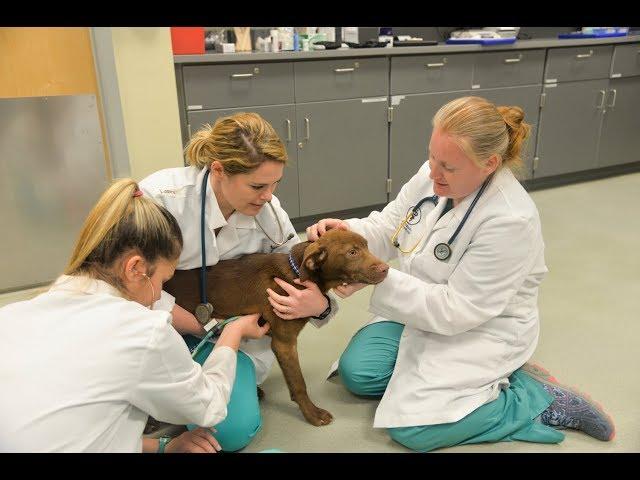 Veterinary Technology at Piedmont Technical College