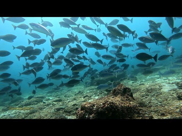 ikan yang melimpah di selatan pulau seram Maluku || spearfishing Indonesia