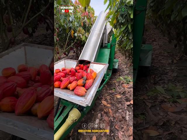 Harvesting & Processing Cocoa at the Same time..!