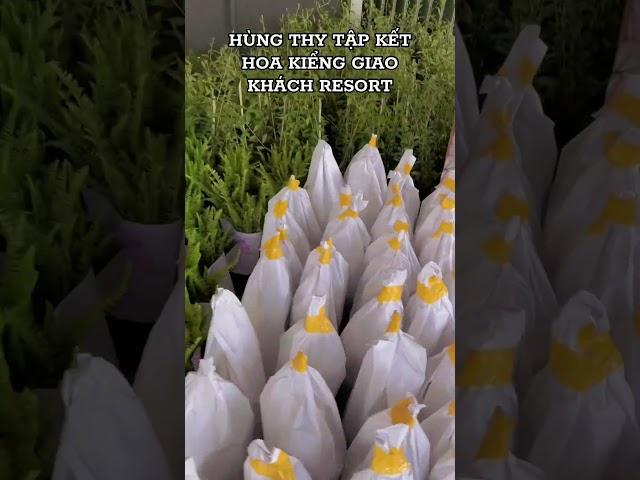 Một ngày tập kết Hoa Kiểng về resort #hoakienghungthy #xuhuong #hoakiengsadec #bietthu #vila