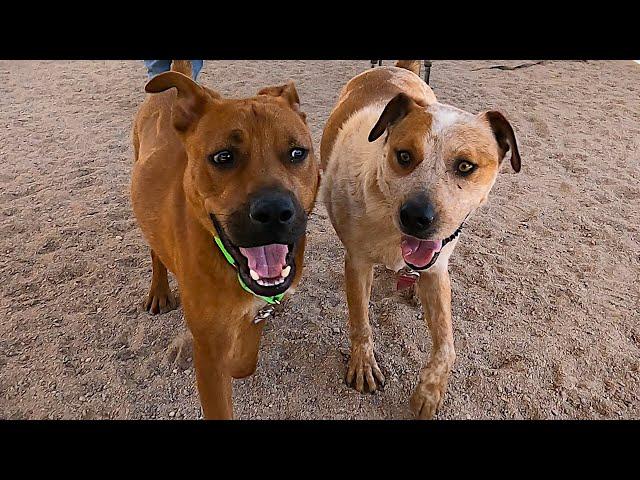 Dog TV Daycare for Fridays