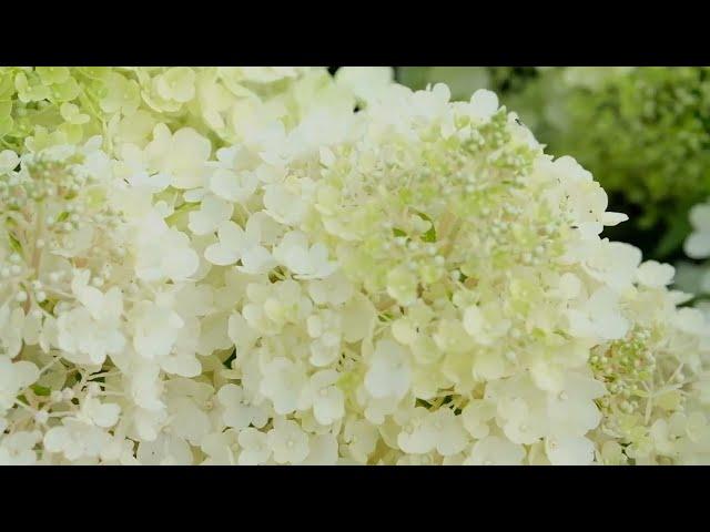 Гортензия метельчатая Пинки Промис (Hydrangea paniculata Pinky Promise)