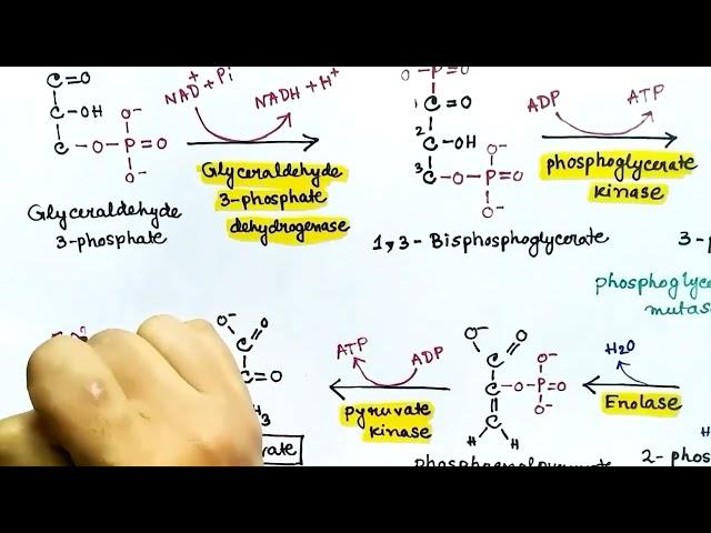 Glycolysis (Hindi) | Carbohydrate Metabolism | by Snigdha Goswami