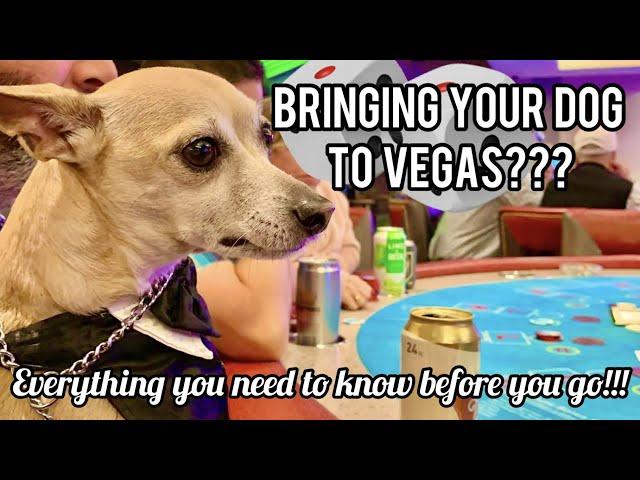 Bringing your DOG to Vegas? Everything you need to know!